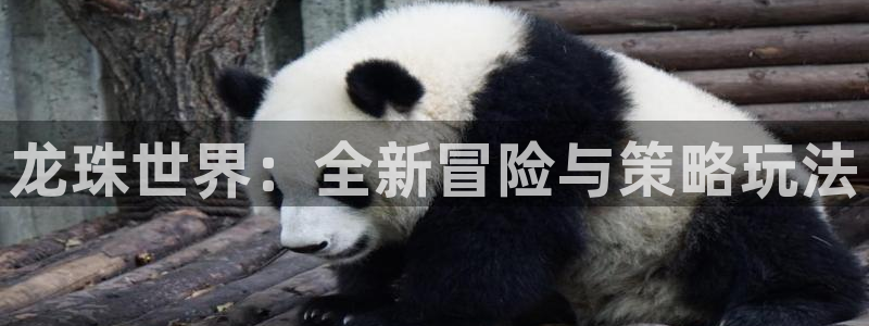 V8娱乐网：龙珠世界：全新冒险与策略玩法