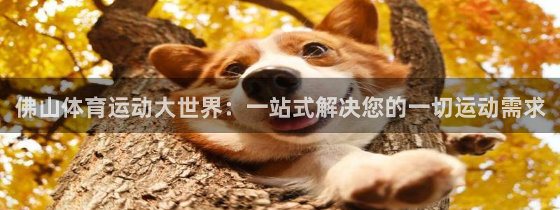 球王会体育：佛山体育运动大世界：一站式解决您的一切运动需求